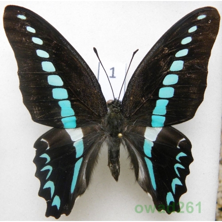 Graphium milon C & R Felder, 1864 Indonesia, Celebes 70mm1